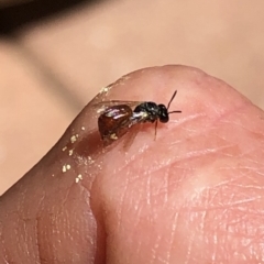 Exoneura sp. (genus) (A reed bee) at Aranda, ACT - 18 Nov 2019 by Jubeyjubes