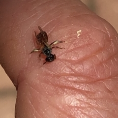 Exoneura sp. (genus) at Aranda, ACT - 18 Nov 2019