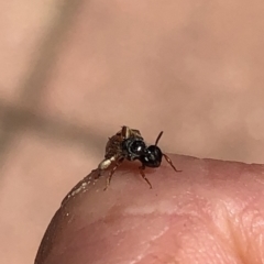 Exoneura sp. (genus) at Aranda, ACT - 18 Nov 2019 12:37 PM