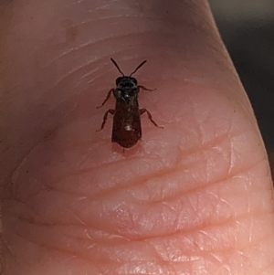 Exoneura sp. (genus) at Aranda, ACT - 18 Nov 2019 12:37 PM