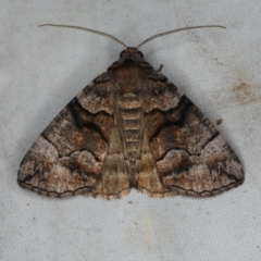 Dysbatus singularis (Dry-country Line-moth) at Rosedale, NSW - 15 Nov 2019 by jb2602