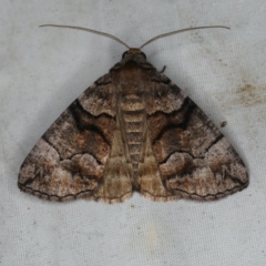 Dysbatus singularis (Dry-country Line-moth) at Rosedale, NSW - 15 Nov 2019 by jbromilow50