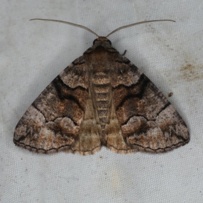 Dysbatus singularis (Dry-country Line-moth) at Rosedale, NSW - 15 Nov 2019 by jbromilow50