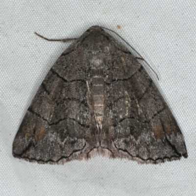 Dysbatus stenodesma (Dysbatus stenodesma) at Rosedale, NSW - 15 Nov 2019 by jb2602