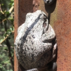 Litoria peronii (Peron's Tree Frog, Emerald Spotted Tree Frog) at Paddys River, ACT - 17 Nov 2019 by AndrewCB