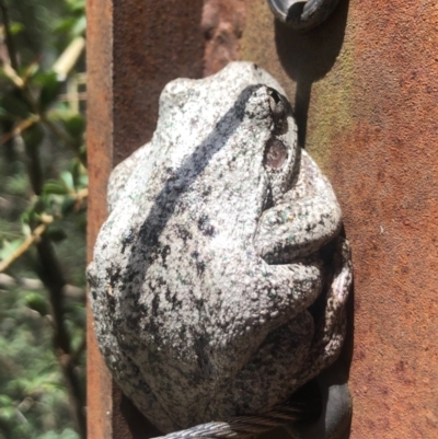 Litoria peronii (Peron's Tree Frog, Emerald Spotted Tree Frog) at Tidbinbilla Nature Reserve - 17 Nov 2019 by AndrewCB