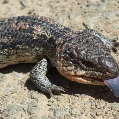 Tiliqua nigrolutea (Blotched Blue-tongue) at Mount Clear, ACT - 15 Nov 2019 by BrianH