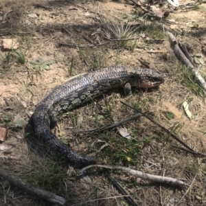 Tiliqua nigrolutea at Mount Clear, ACT - 15 Nov 2019