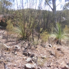 Xanthorrhoea glauca subsp. angustifolia (Grey Grass-tree) at Uriarra Village, ACT - 17 Nov 2019 by MichaelMulvaney