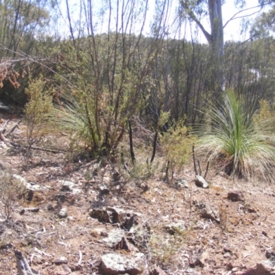 Xanthorrhoea glauca subsp. angustifolia (Grey Grass-tree) at Uriarra Village, ACT - 17 Nov 2019 by MichaelMulvaney