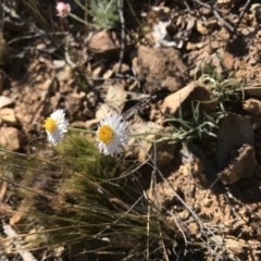 Leucochrysum albicans subsp. tricolor (Hoary Sunray) at Namadgi National Park - 15 Nov 2019 by BrianH