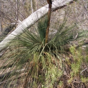 Xanthorrhoea glauca subsp. angustifolia at Uriarra Village, ACT - 18 Nov 2019