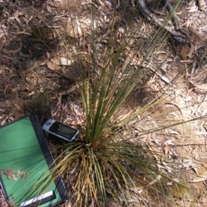 Xanthorrhoea glauca subsp. angustifolia at Uriarra Village, ACT - 18 Nov 2019