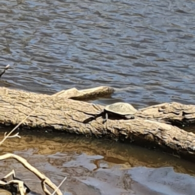 Chelodina longicollis (Eastern Long-necked Turtle) at Majura, ACT - 18 Nov 2019 by Melmc