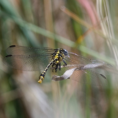 Austrogomphus australis (Inland Hunter) at Molonglo Valley, ACT - 18 Nov 2019 by Marthijn