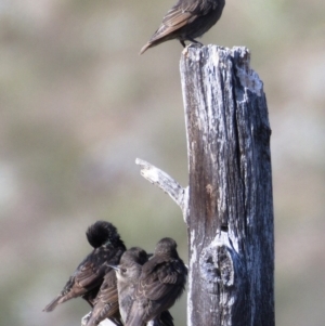 Sturnus vulgaris at Molonglo River Reserve - 18 Nov 2019 08:47 AM