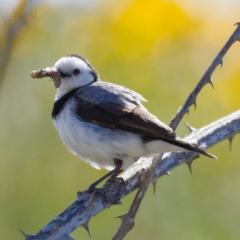 Epthianura albifrons (White-fronted Chat) at Molonglo Valley, ACT - 18 Nov 2019 by Marthijn