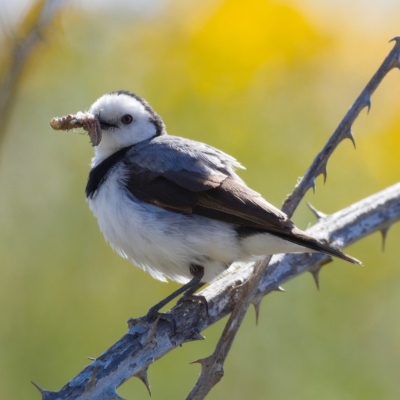 Epthianura albifrons (White-fronted Chat) at Molonglo Valley, ACT - 17 Nov 2019 by Marthijn