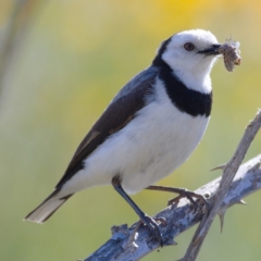 Epthianura albifrons at Molonglo River Reserve - 18 Nov 2019 09:16 AM