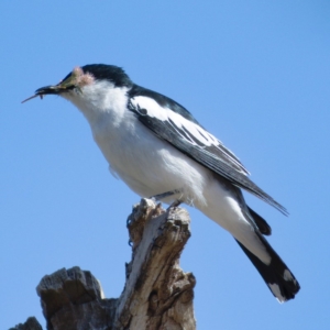 Lalage tricolor at Molonglo River Reserve - 18 Nov 2019