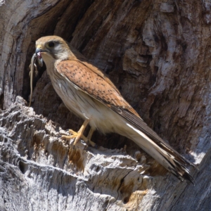 Falco cenchroides at Whitlam, ACT - 18 Nov 2019 10:52 AM