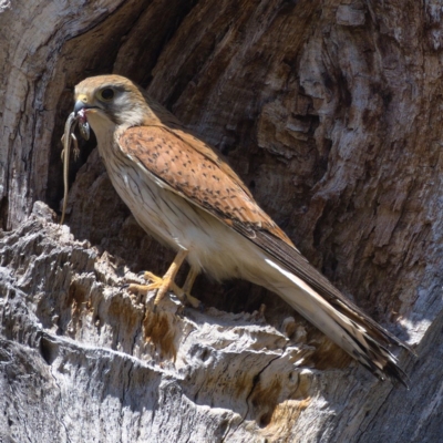 Falco cenchroides (Nankeen Kestrel) at Whitlam, ACT - 17 Nov 2019 by Marthijn