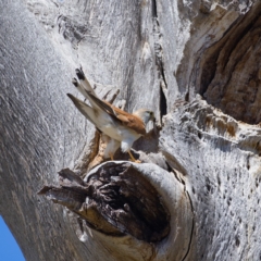 Falco cenchroides at Whitlam, ACT - 18 Nov 2019