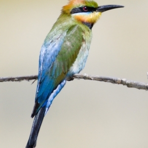 Merops ornatus at Molonglo River Reserve - 18 Nov 2019 10:40 AM