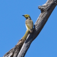 Ptilotula penicillata (White-plumed Honeyeater) at Molonglo Valley, ACT - 17 Nov 2019 by Marthijn