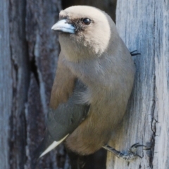 Artamus cyanopterus (Dusky Woodswallow) at Molonglo River Reserve - 17 Nov 2019 by Marthijn