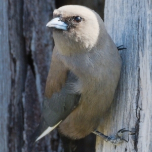 Artamus cyanopterus cyanopterus at Molonglo River Reserve - 18 Nov 2019