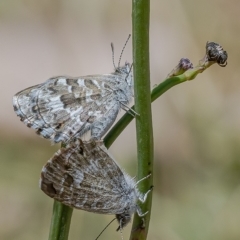 Theclinesthes serpentata (Saltbush Blue) at Googong, NSW - 17 Nov 2019 by WHall