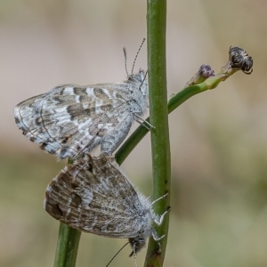 Theclinesthes serpentata at Googong, NSW - 17 Nov 2019 11:29 AM