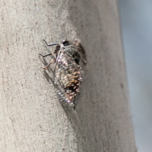 Atrapsalta furcilla at Tennent, ACT - 16 Nov 2019