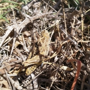 Perunga ochracea at Dunlop, ACT - 15 Nov 2019 02:58 PM