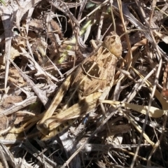 Perunga ochracea at Dunlop, ACT - 15 Nov 2019 02:58 PM