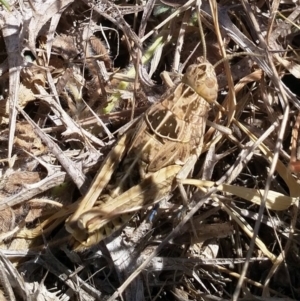 Perunga ochracea at Dunlop, ACT - 15 Nov 2019 02:58 PM