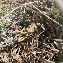Perunga ochracea at Dunlop, ACT - 15 Nov 2019 02:58 PM