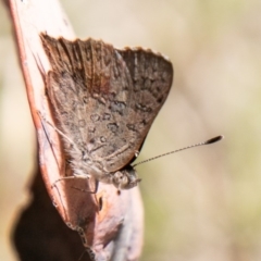 Paralucia aurifera (Bright Copper) at Tennent, ACT - 16 Nov 2019 by SWishart