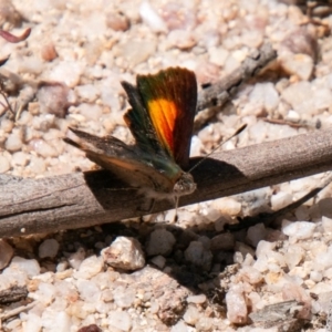 Paralucia aurifera at Tennent, ACT - 16 Nov 2019 01:33 PM