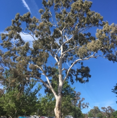Eucalyptus melliodora (Yellow Box) at Red Hill, ACT - 18 Nov 2019 by alexwatt