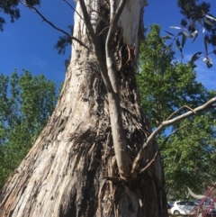 Eucalyptus melliodora at Red Hill, ACT - 18 Nov 2019