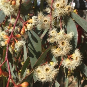 Eucalyptus melliodora at Red Hill, ACT - 18 Nov 2019 09:15 AM