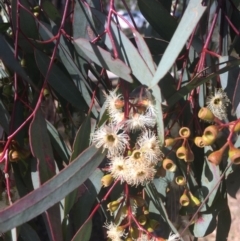 Eucalyptus melliodora at Red Hill, ACT - 18 Nov 2019 09:15 AM