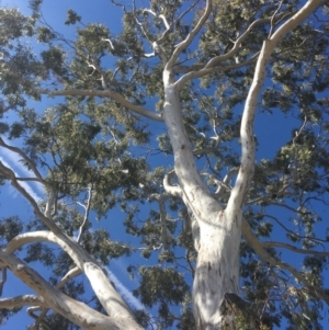 Eucalyptus melliodora at Red Hill, ACT - 18 Nov 2019 09:15 AM