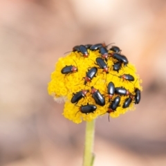 Atoichus bicolor at Tennent, ACT - 16 Nov 2019 10:34 AM