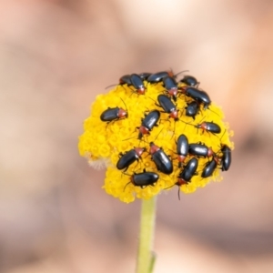 Atoichus bicolor at Tennent, ACT - 16 Nov 2019