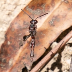 Pseudofoenus sp. (genus) (Unidentified bee-parasite wasp, burrowing bee parasite wasp) at Tennent, ACT - 16 Nov 2019 by SWishart