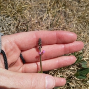 Oxytes brachypoda at Cook, ACT - 18 Nov 2019 11:36 AM