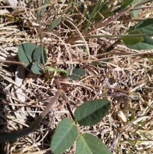 Oxytes brachypoda at Cook, ACT - 18 Nov 2019 11:36 AM